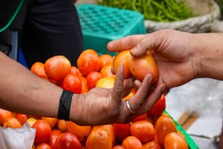 today tomato price