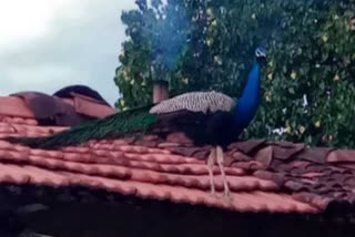 Peacock attack on woman resident at Karnataka's Channapatna