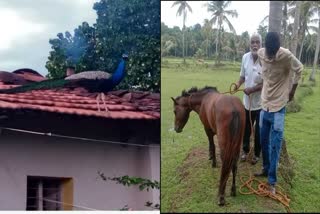 woman case against peacock