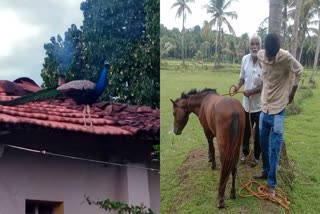 Woman lodged complaint against peacock in Channapatna  Woman lodged complaint against peacock  Channapatna news updates  latest news in Channapatna  തന്നെ കൊത്തി പരിക്കേല്‍പ്പിച്ചു  നടപടിയെടുക്കണം  മയിലിനെതിരെ പരാതിയുമായി വീട്ടമ്മ