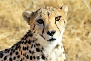 male namibian cheetah