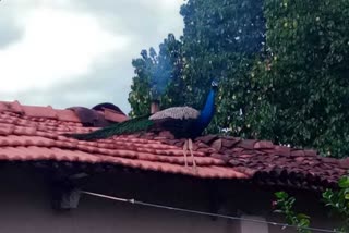 FIR against peacock