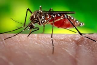 dengue