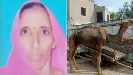 women-killed-by-pet-camel-in-uttar-pradesh-while-giving-water