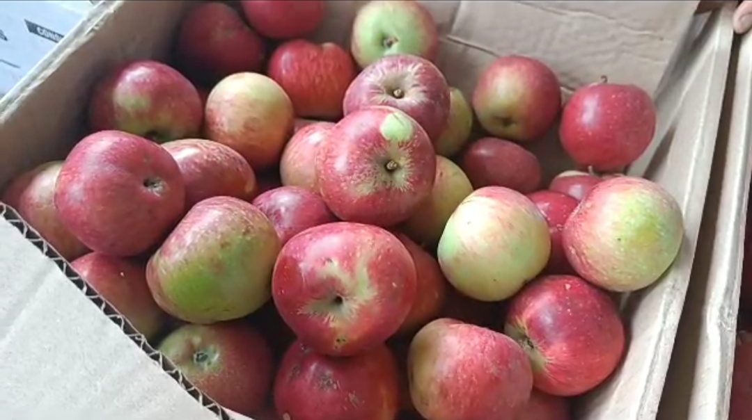 apple market solan