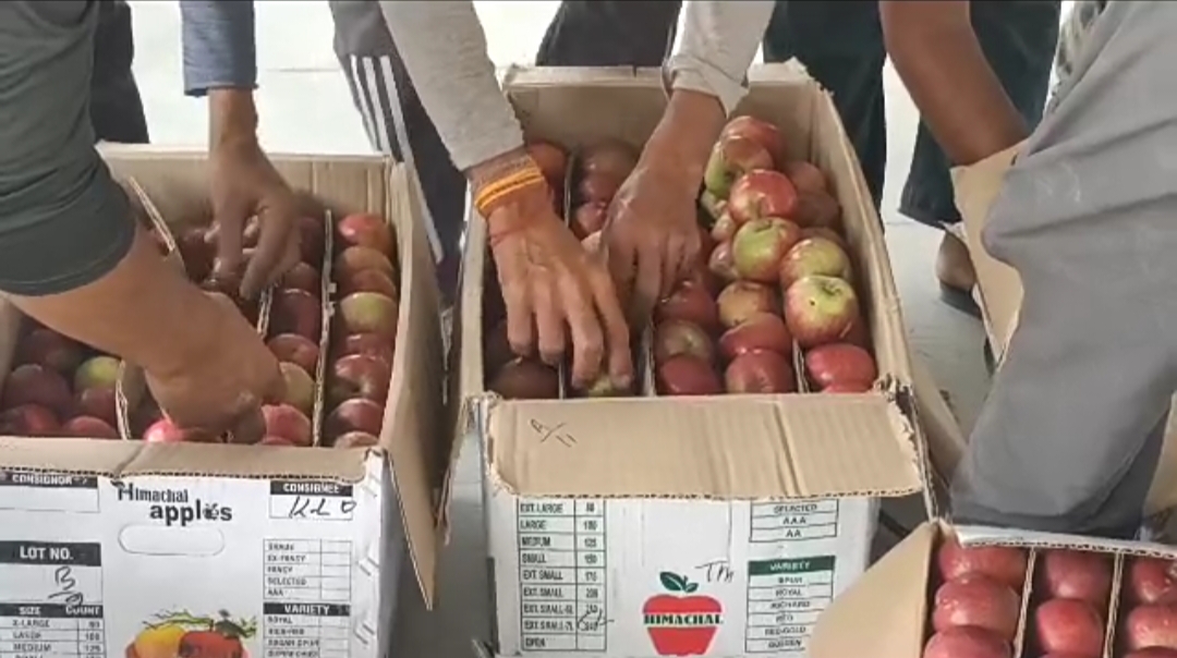 apple market solan