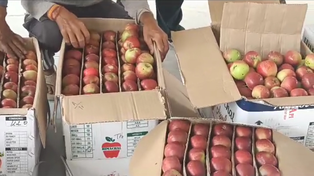 apple market solan