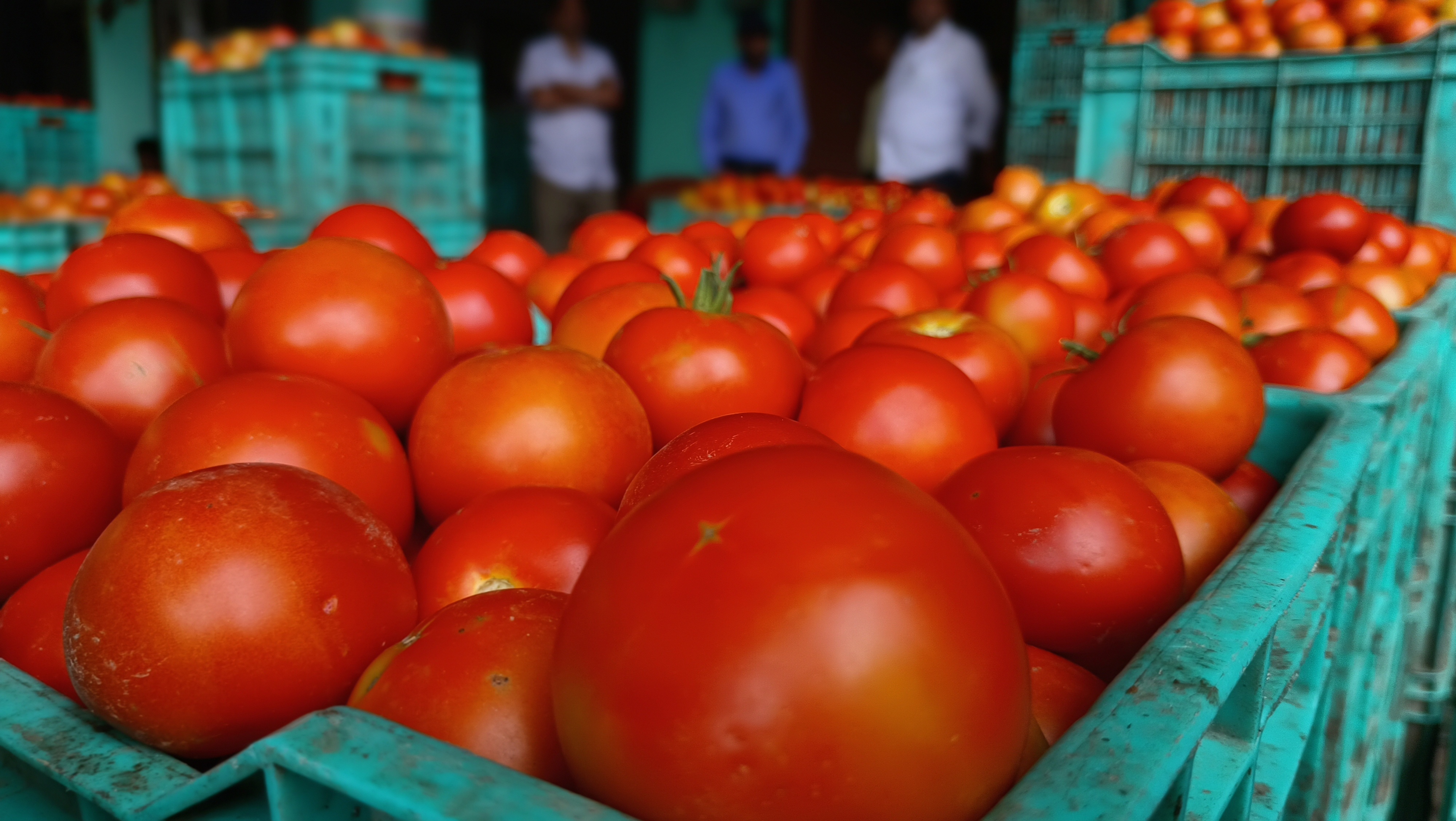 Tomato Price Hike