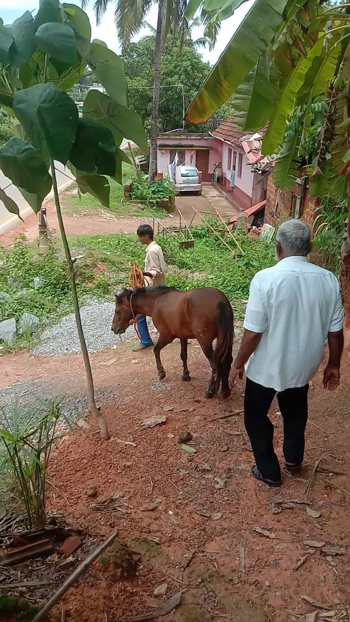 man case against horse