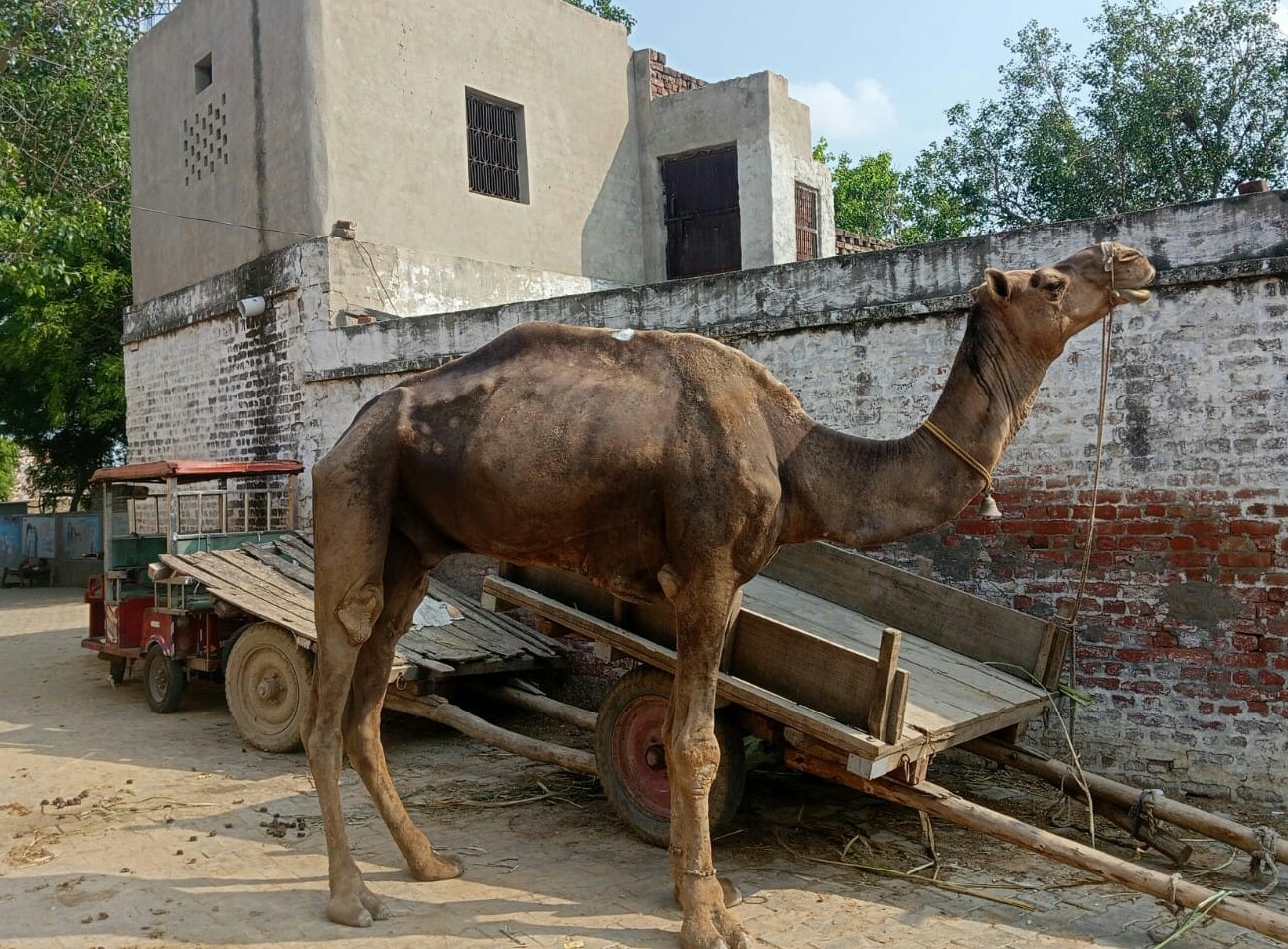 women killed by pet camel in uttar pradesh while giving water