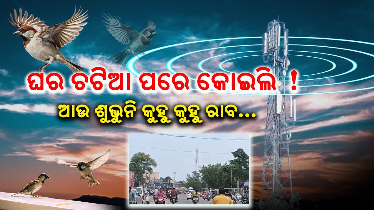 ପକ୍ଷୀଙ୍କ ଉପରେ ଟେକ୍ନୋଲୋଜିର କୁପ୍ରଭାବ! ହଜିଗଲେଣି ଘର ଚଟିଆ, କୋଇଲି