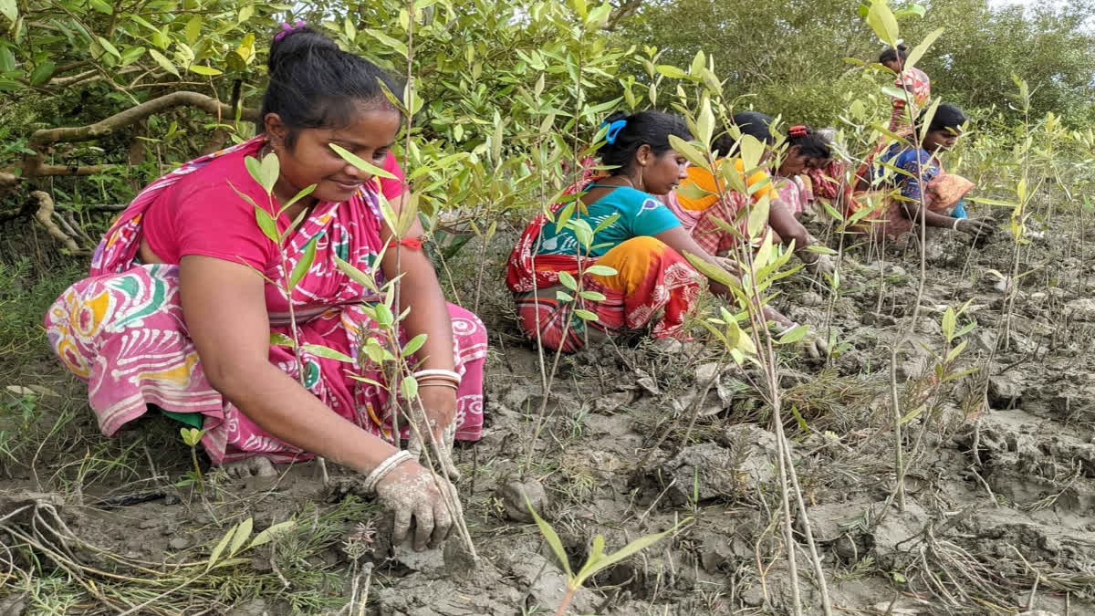 Odisha Forest department will plant mangroves in a coastal village in the Ganjam district to mitigate cyclone impacts and curb soil erosion.