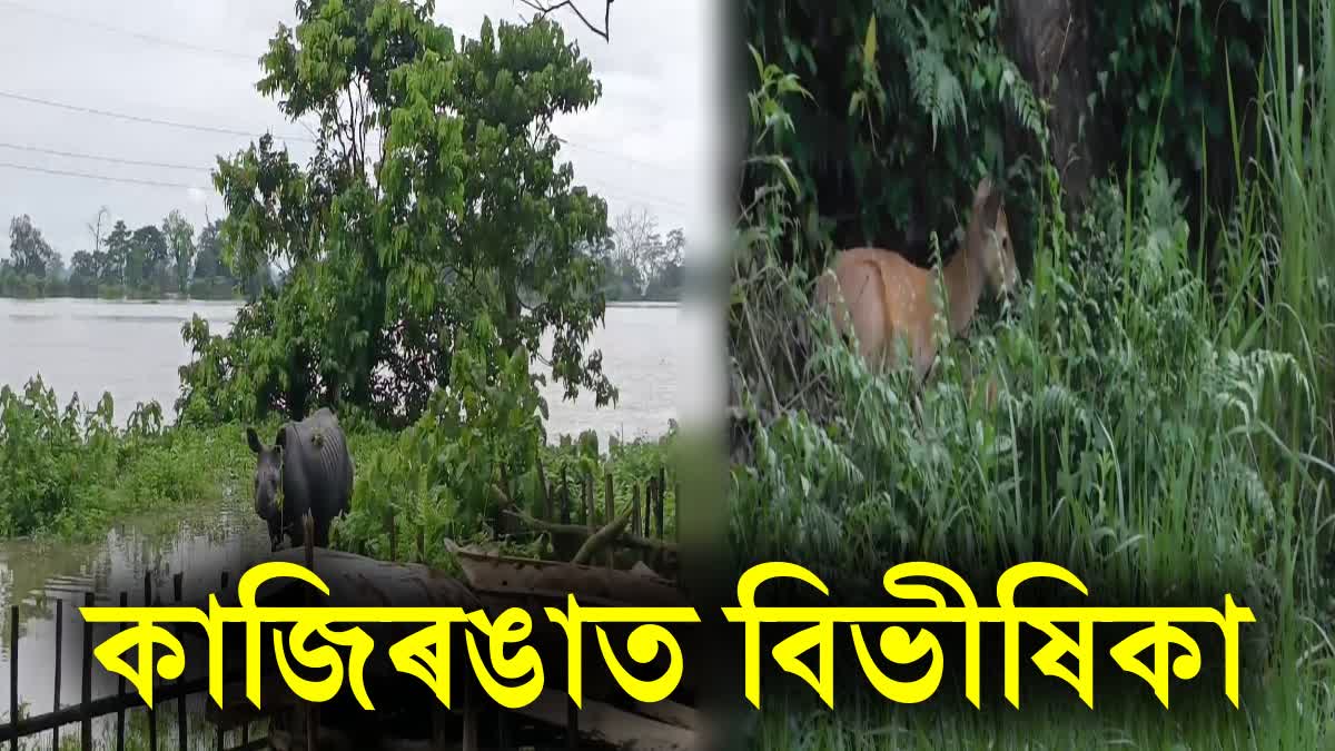 FLOOD IN KAZIRANGA NATIONAL PARK