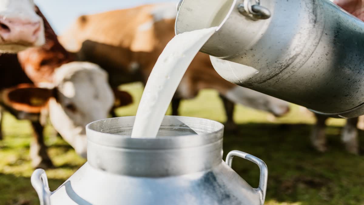 Milk Farmers Get Incentive Budget