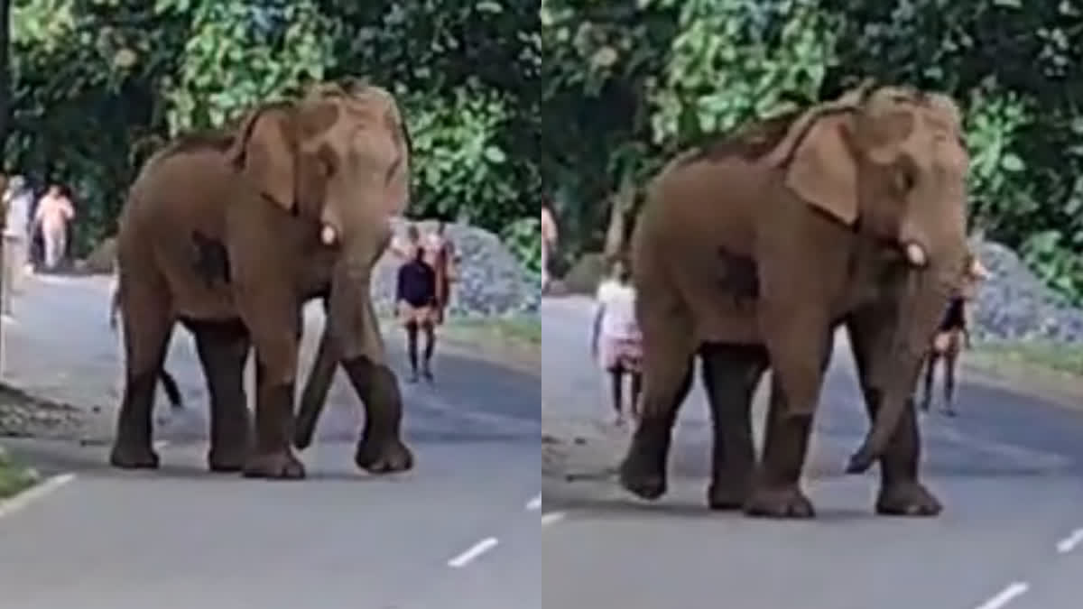 WILD ELEPHANT ATTACK  WILD ELEPHANT IN VETTILAPPARA  കാട്ടുകൊമ്പൻ ഏഴാറ്റുമുഖം ഗണപതി  കാട്ടാന ആക്രമണം