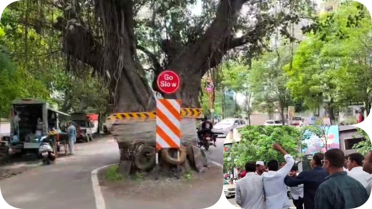 Nashik Tree Issue