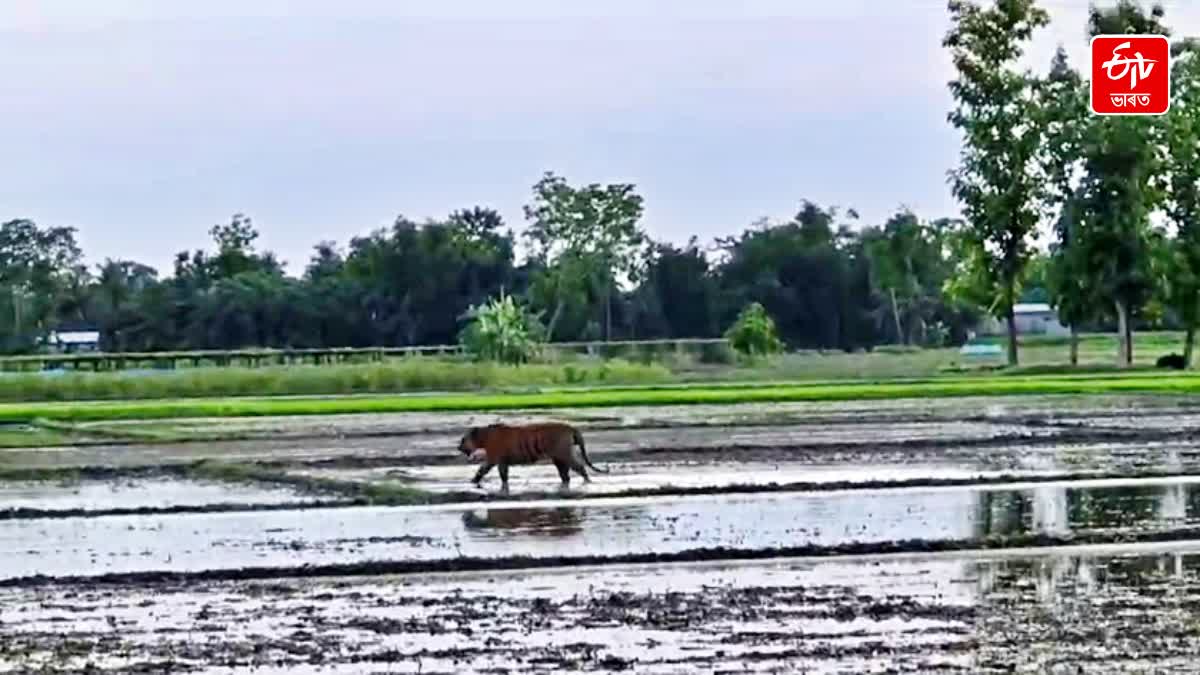 Assam Flood 2024