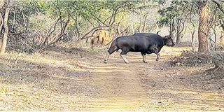 Bison spotted in Nallamala forest of Andhra Pradesh