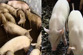 PIG FARMING METHOD  പന്നി വളർത്തൽ  PIG FARMING  മൃഗസംരക്ഷണ വകുപ്പ്