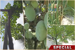 Ole Cultivation in Jalpaiguri