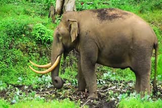 PADAYAPPA  MUNNAR WILD ELEPHANT ATTACK  പടയപ്പ  മൂന്നാറിൽ വീണ്ടും പടയപ്പ