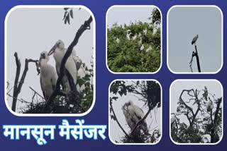 ASIAN OPENBILL STORKS BIRDS