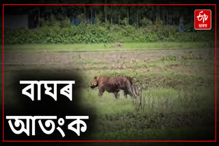 Tiger scare in Nagaon, 2 injured in tiger attack