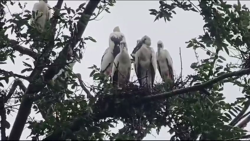 Monsoon Messenger Birds