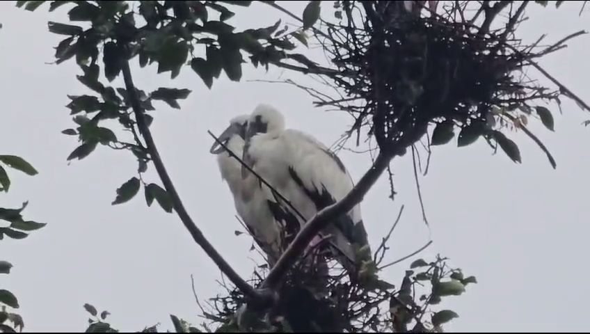 Monsoon Messenger Birds