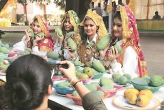 Mango fair will be held in Pinjore Panchkula from July 4  Five Hundred types of mangoes will be seen together