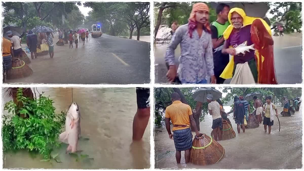Torrential Rains  Fishing in Torrential Rains  Fishing in Torrential Rains in Streets of Odisha  Odisha  സൗധ്  റോഡില്‍ മീന്‍ പിടിത്തം  റോഡില്‍ മീന്‍  കോരിച്ചൊരിയുന്ന മഴയില്‍ ഒഡിഷ  ഫിഷറീസ് വകുപ്പിന്‍റെ കുളങ്ങള്‍  വെള്ളക്കെട്ടുകള്‍