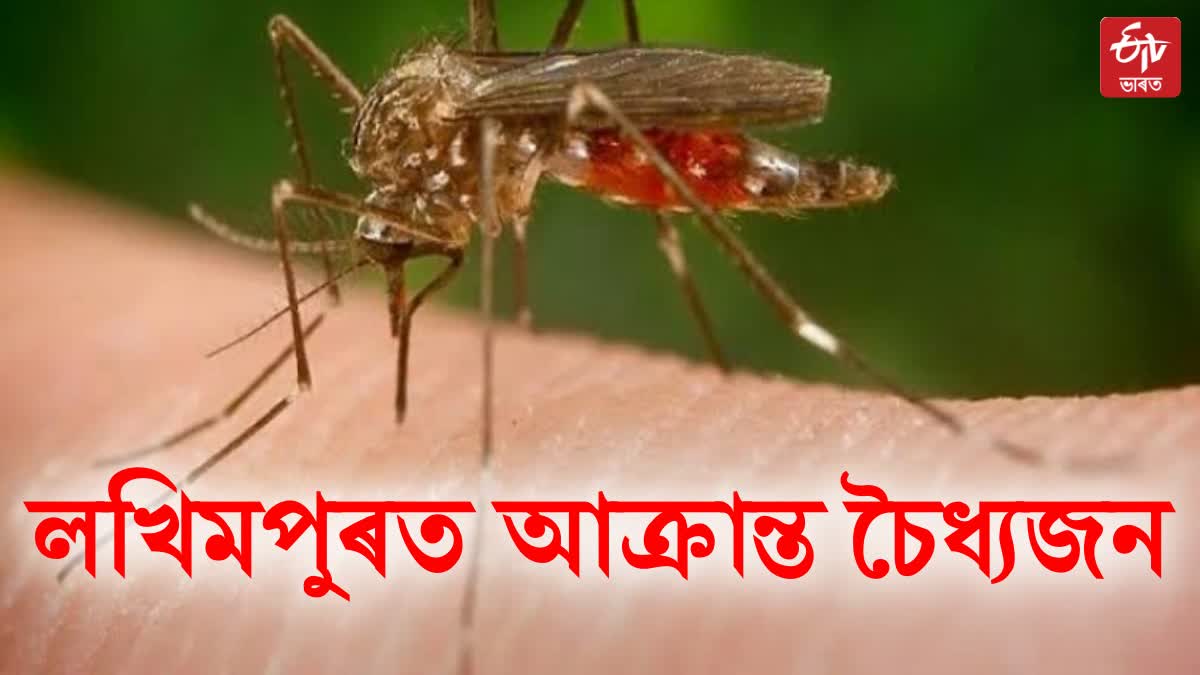 Assam Japanese encephalitis update