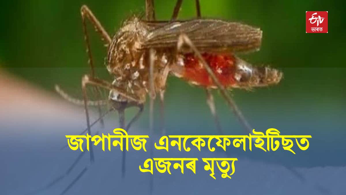 One Died of Japanese Encephalitis in Chirang