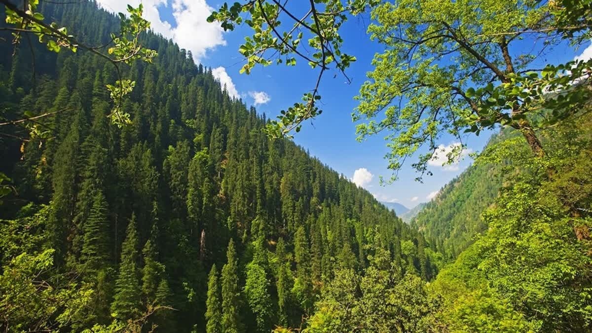 CM Forest Extension Scheme in Himachal.