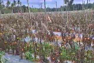farmers-tomato-crop-worth-25-lakhs-destroyed-by-pesticide-spraying