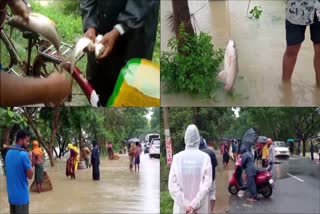 Locals catch fish