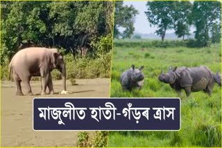 Wild elephant and Rhino terror in Majuli
