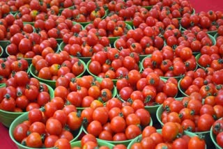 Tomato Price Rise Again