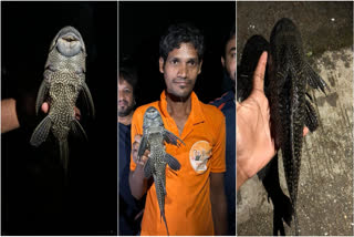 A strange fish was found in Mindhola river passing through Malekpore village of Palsana taluk of Surat district. This fish was identified as Sour Mouth Catfish. It is also known as Pleco fish. This fish is usually found in the Amazon River of South America.