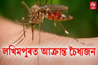 Assam Japanese encephalitis update