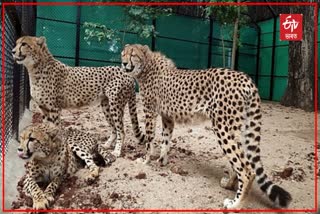 Centre Tells Supreme Court that Cheetah Mortality
