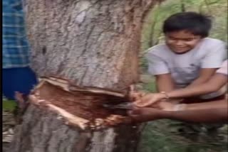 Water coming out of neem tree in Andhra Pradesh