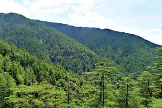 CM Forest Extension Scheme in Himachal.