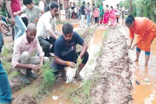 protest by planting paddy