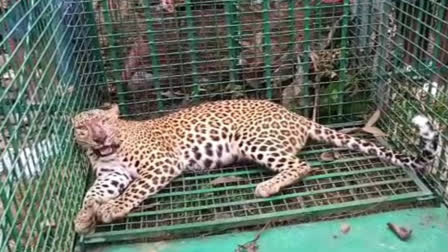 Leopard Caged in Jalpaiguri