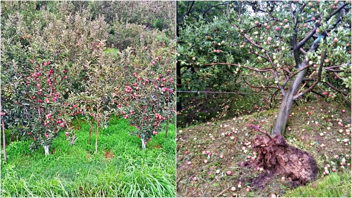 Himachal Apple Season