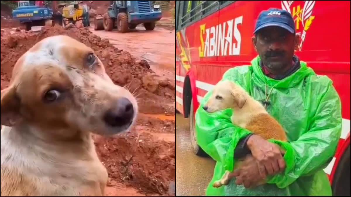 நாயை மீட்ட நபர்