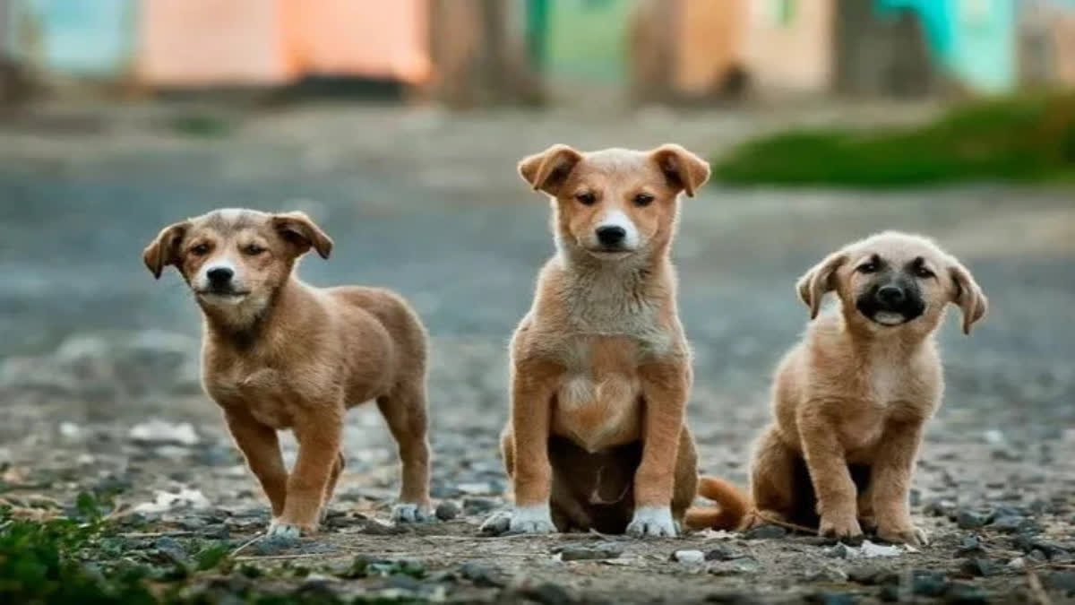 Police have filed a case against two men who were caught tying and stuffing six dogs into sacks with the intention of dumping them into the Satna River. The incident was exposed when passersby heard the dog's cries and intervened, forcing the perpetrators to stop.