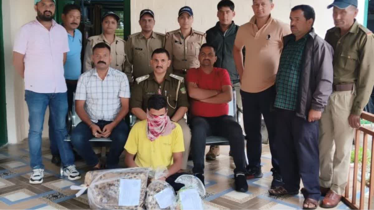 Leopard skin recovered in Champawat