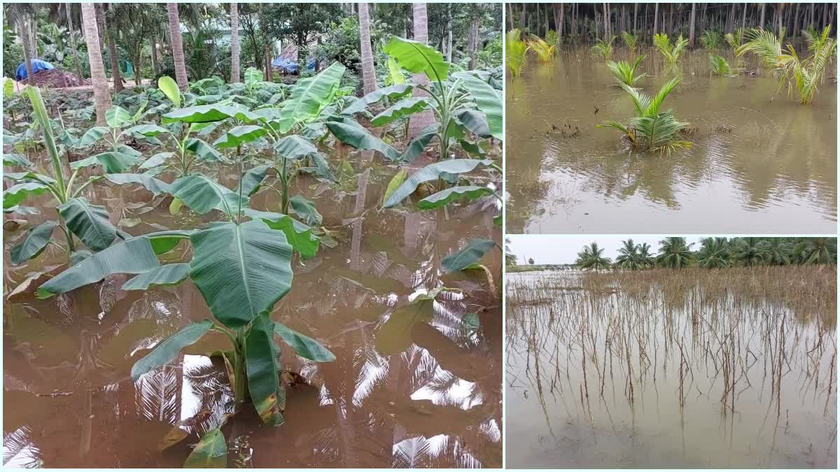 Lanka Villages Farmers Suffered Badly Due to Heavy Rains